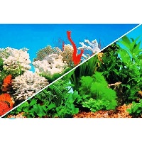 white coral, loving picture  -  WC041530